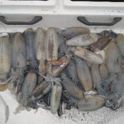 初ティップラン