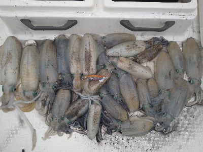 初ティップラン