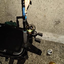 夜な夜なエギング&青物調査