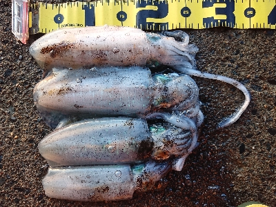 朝マズメ狙いエギング