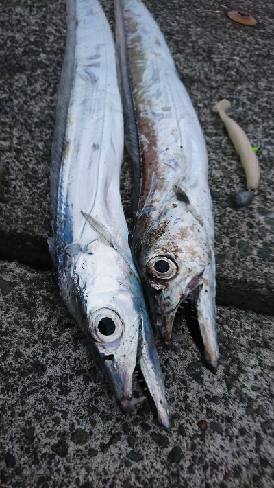 今年初のタチウオ釣果