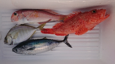 ゴールデンイーグル