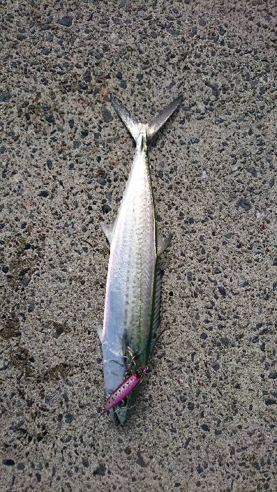 ライト五目で爆釣