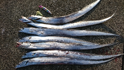 休みはタチウオ