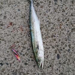 初秋のショアジギング