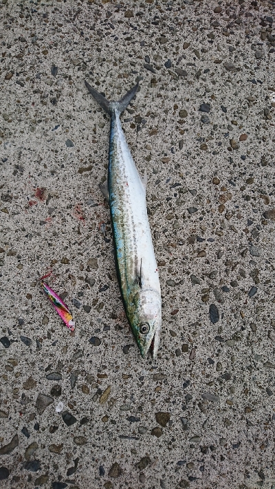 初秋のショアジギング