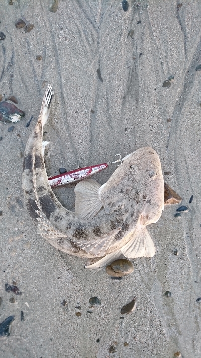 サーフでいろいろ釣れた