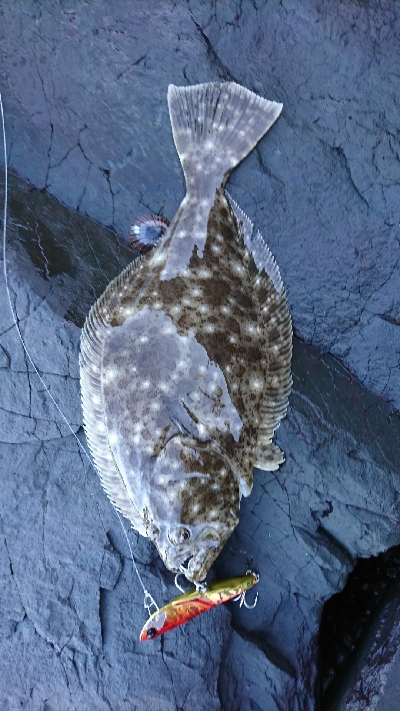 ショアジギング釣果