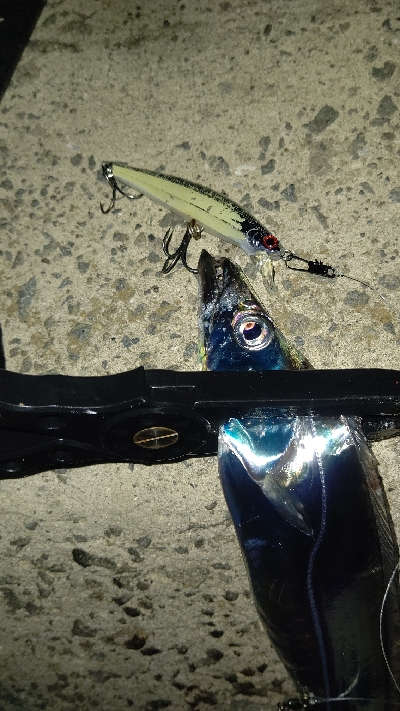 やっと今年初物が釣れました！！