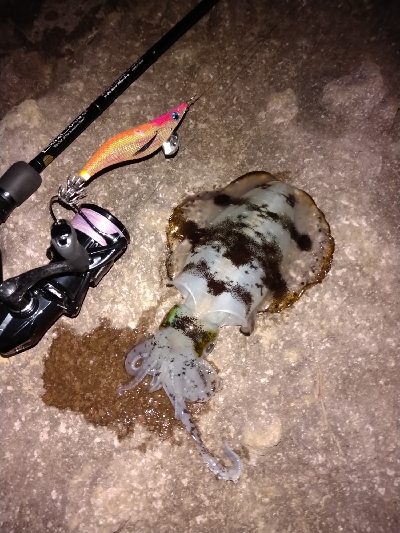 秋イカエギング