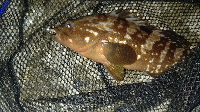 アジングでキジハタと本命♪