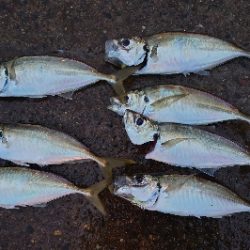 ヨッシャーええサイズやー