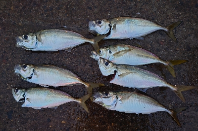 ヨッシャーええサイズやー