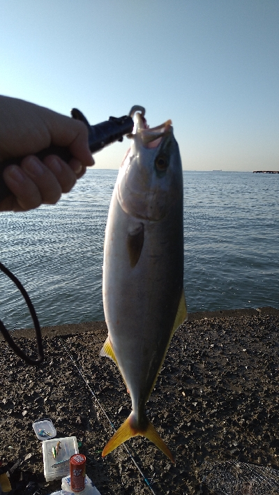 ショアでハマチ２本！