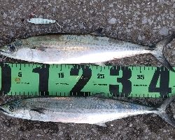 ナブラ打ちでサゴシ