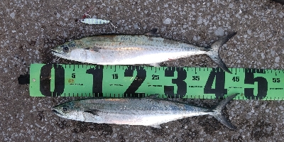 ナブラ打ちでサゴシ