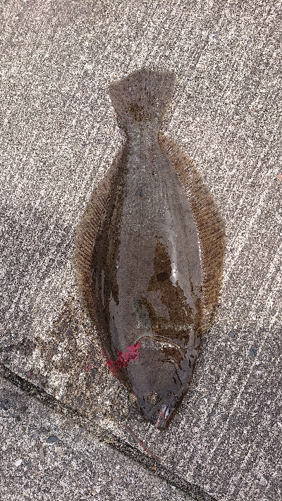 久しぶりの投稿です。