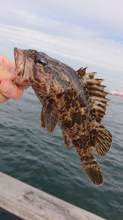 南港ガシリング