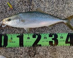 ヤズ(ブリの幼魚)が釣れた!