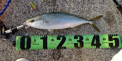 ヤズ(ブリの幼魚)が釣れた！