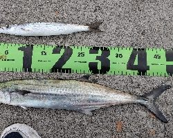 気温低下の中での釣果