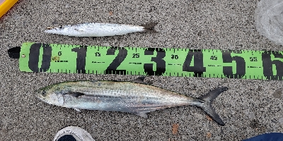 気温低下の中での釣果