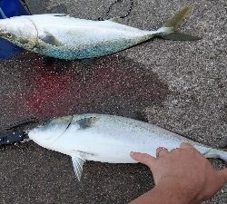 初のメジロ連発