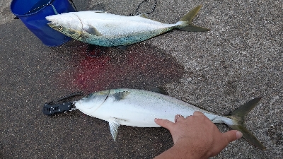 初のメジロ連発