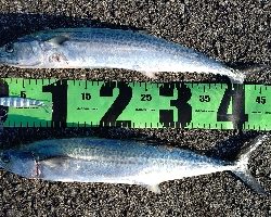 朝マズメと真っ昼間で合わせて3本