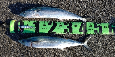 朝マズメと真っ昼間で合わせて3本