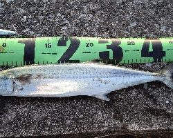 まだまだ居ます！