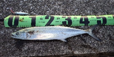 まだまだ居ます！