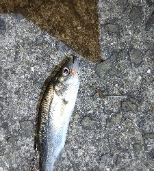 ゲキサムの中、初の真夜中釣行