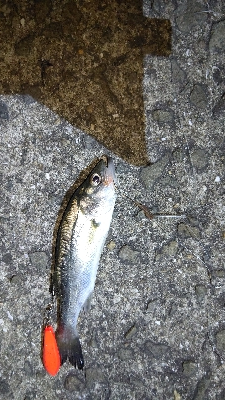 ゲキサムの中、初の真夜中釣行