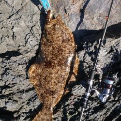 ナナマル座布団