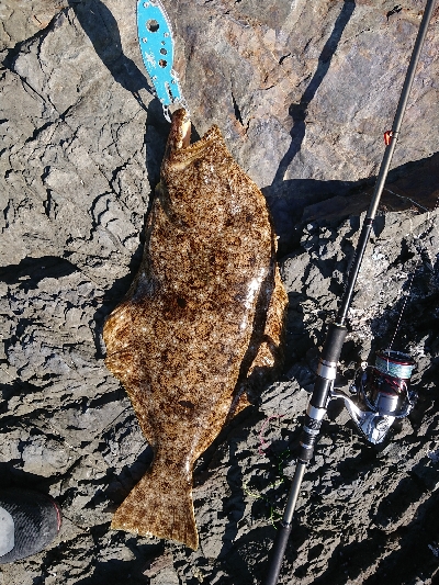 ナナマル座布団