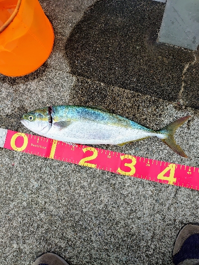 久しぶりの青物