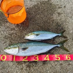 メジロにハマチ