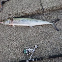 歯はサワラないで