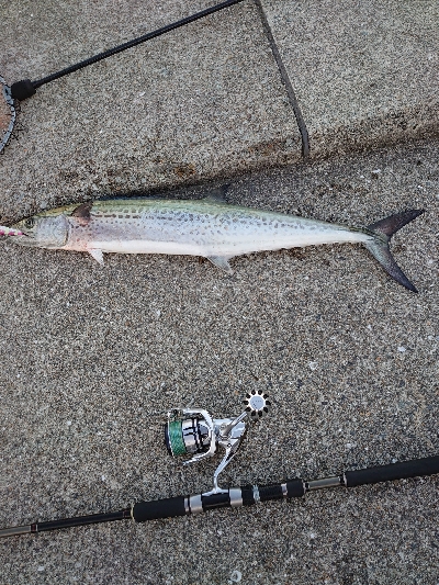 歯はサワラないで