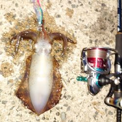 サイトエギング