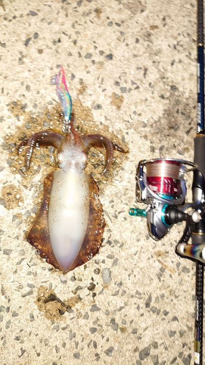 サイトエギング