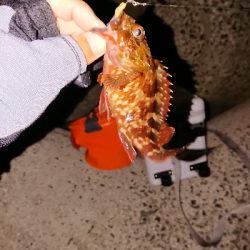 ３日分の坊主回避のガシラくん