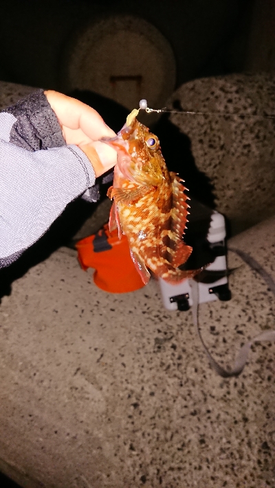 ３日分の坊主回避のガシラくん