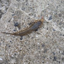 苅屋海岸のキス釣り