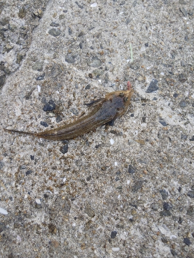 苅屋海岸のキス釣り