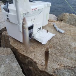 室津のキス釣り