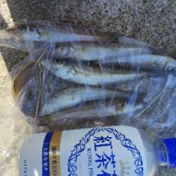 室津のキス釣り