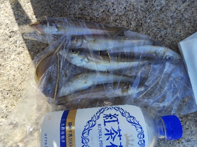 室津のキス釣り