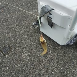 大塩海岸の投げ釣り